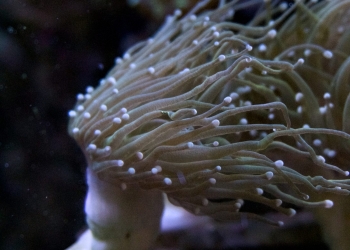 WYSIWYG Holy Grail Torch Coral (UK Grown)
