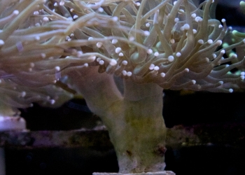 WYSIWYG Holy Grail Torch (UK Grown)