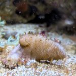 Devils Finger Leather Coral (UK Grown)