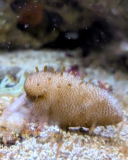 Devils Finger Leather Coral (UK Grown)
