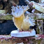 WYSIWYG Duncan Corals (UK Grown)