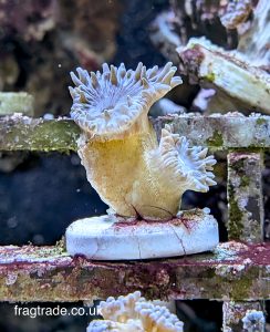 WYSIWYG Duncan Corals (UK Grown)