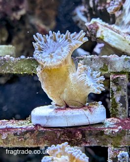 WYSIWYG Duncan Corals (UK Grown)