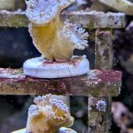 WYSIWYG Duncan Corals (UK Grown)