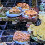 TSA Orange Cyphastrea (UK Grown)