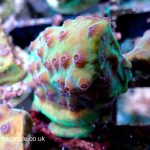 Strawberry Shortcake Cyphastrea (Home Grown)