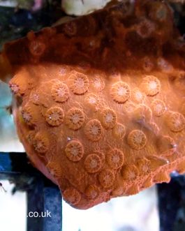 TSA Orange Cyphastrea (UK Grown)
