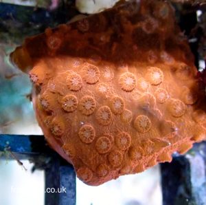 TSA Orange Cyphastrea (UK Grown)