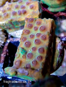 Strawberry Shortcake Cyphastrea (Home Grown)