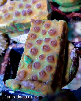Strawberry Shortcake Cyphastrea (Home Grown)