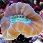 Bullseye Candy Cane Coral – 1 head (UK grown)