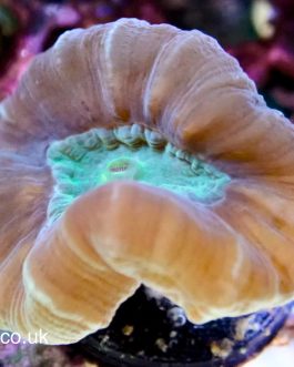 Bullseye Candy Cane Coral - 1 head (UK grown)