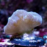 Bullseye Candy Cane Coral – 1 head (UK grown)