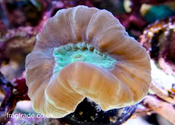 Bullseye Candy Cane Coral – 1 head (UK grown)