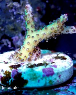 Green Stylophora (UK grown) WYSIWYG