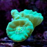 Neon Green Candy Cane – Double headed (UK grown) WYSIWYG