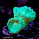Neon Green Candy Cane – Double headed (UK grown) WYSIWYG