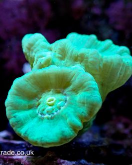 Neon Green Candy Cane - Double headed (UK grown) WYSIWYG