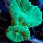 Neon Green Candy Cane – Double headed (UK grown) WYSIWYG