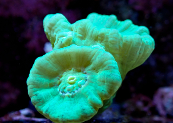 Neon Green Candy Cane – Double headed (UK grown) WYSIWYG