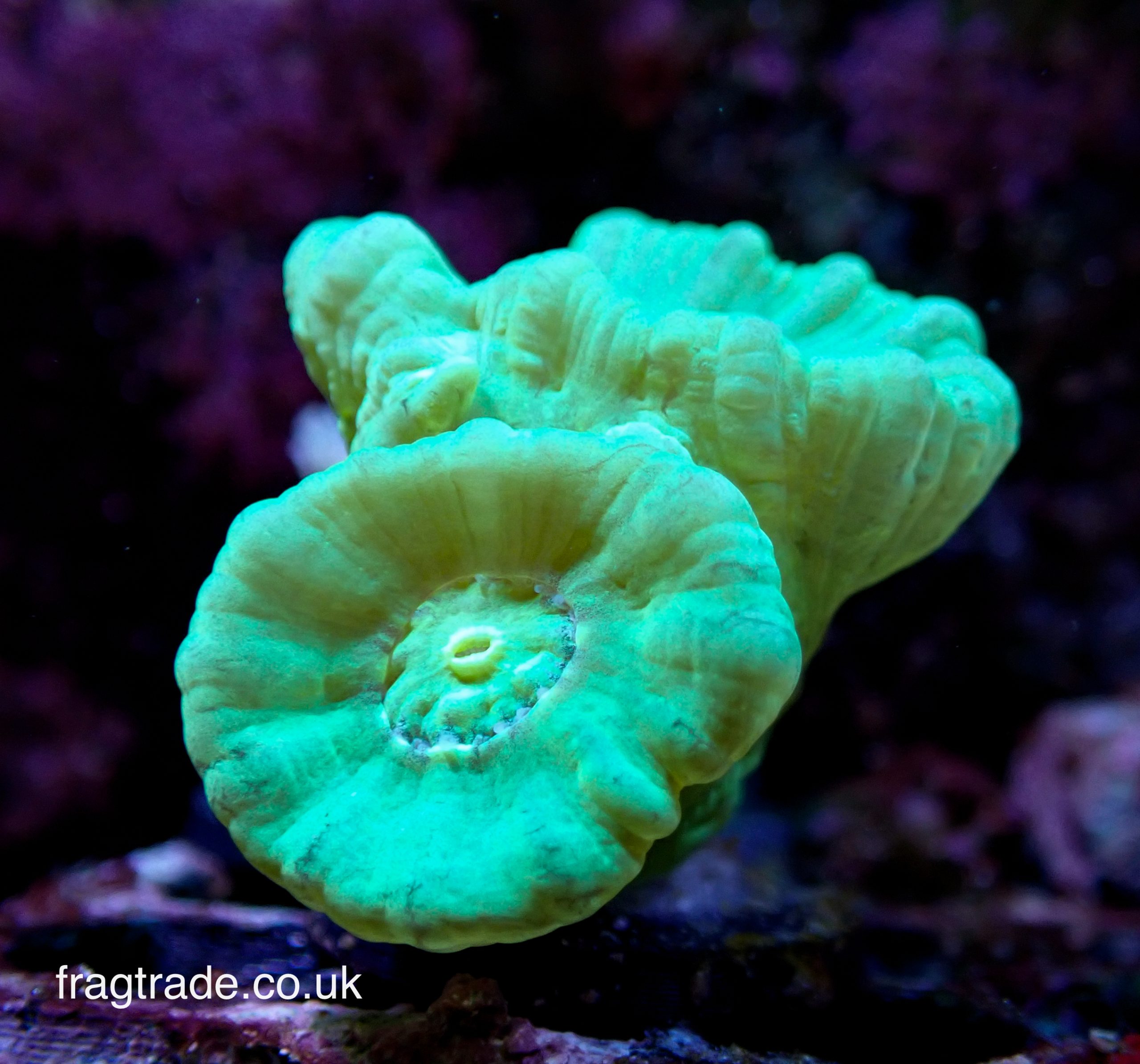 Neon Green Candy Cane - Double headed (UK grown) WYSIWYG