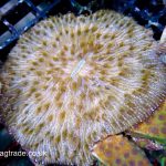 Orange Fungia Plate – Large – WYSIWYG (UK Grown)