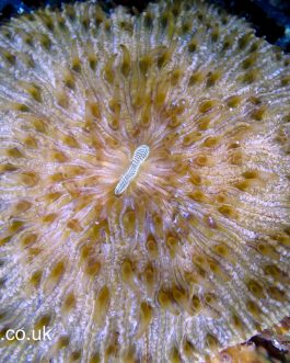 Orange Fungia Plate - Large - WYSIWYG (UK Grown)