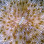 Orange Fungia Plate – Large – WYSIWYG (UK Grown)