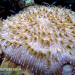 Orange Fungia Plate – Large – WYSIWYG (UK Grown)