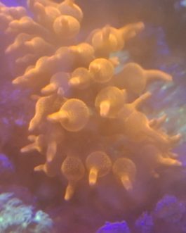 Bubble tip anemone
