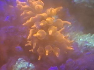 Bubble tip anemone