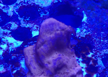 Blood Orange Leptoseris frag (UK Grown)