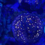 Choc Chip Leptoseris frag (UK Grown)