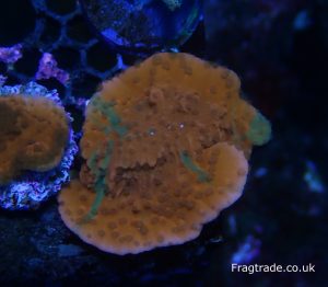 Grafted Plating Montipora (UK grown)