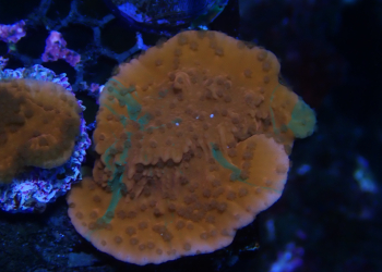 Grafted Plating Montipora (UK grown)