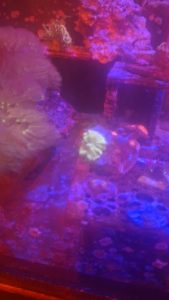 Mushroom zoa wysiwyg