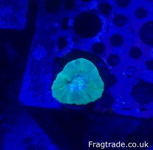 Neon Green Candy Cane - Single headed (UK grown)