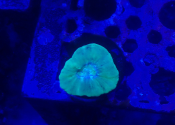 Neon Green Candy Cane – Single headed (UK grown)