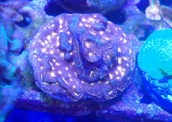 Choc Chip Leptoseris frag (UK Grown)