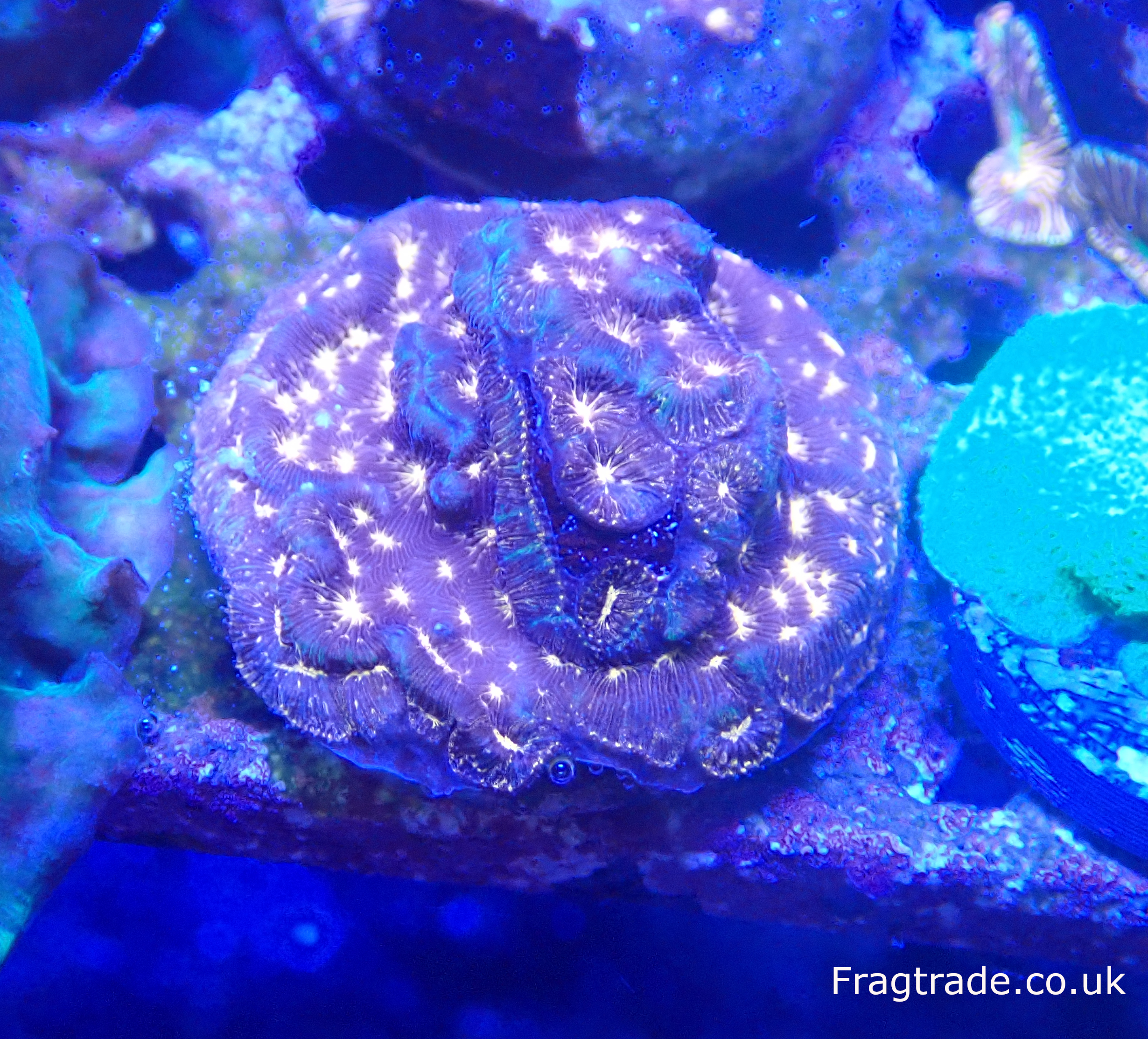 Choc Chip Leptoseris frag (UK Grown)