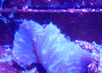 Cabbage Leather (UK Grown)